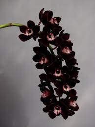 Heirloom (Heirloom scientific name) for planting in garden